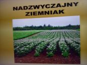 ziemniak_n
